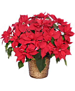 RADIANT POINSETTIA Flower Bouquet