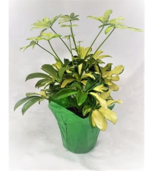 6 Inch Potted Schefflera Plant Flower Bouquet