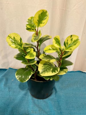 6” Variegated Peperomia Plant