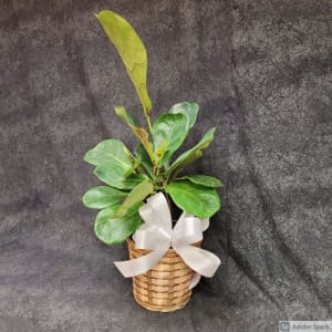 6" Fiddle-Leaf Fig Plant Flower Bouquet