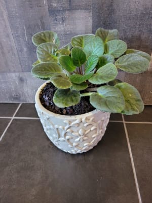 African Violet Plant (Live plant my not be in Bloom) Flower Bouquet