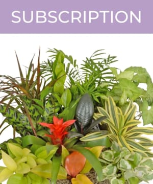 12 Month Plant Subscription  Flower Bouquet