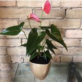 Anthurium Flower Bouquet