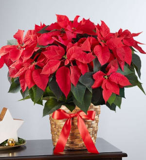 Poinsettia Holiday Plant ***BASKET VARIES ON AVAILABILITY & COLOR*** Flower Bouquet