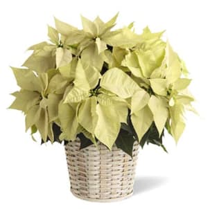 Poinsettia Holiday Plant ***BASKET VARIES ON AVAILABILITY & COLOR*** Flower Bouquet