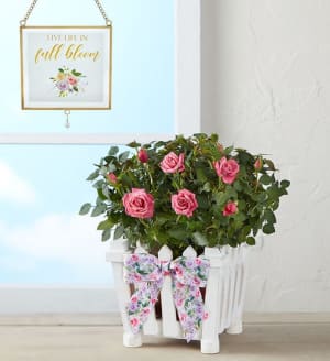 Charming Rose Garden
 Flower Arrangement Charming Rose Garden
 Flower Bouquet