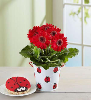 Lucky Ladybug Gerbera Daisy Plant
 Flower Bouquet