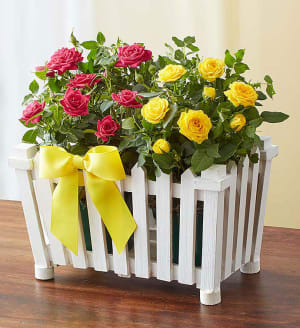 Charming Rose Garden
 Flower Arrangement Charming Rose Garden
 Flower Bouquet