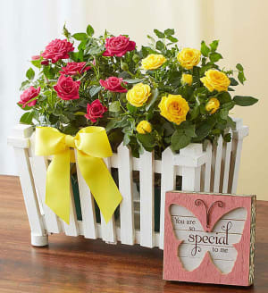 Charming Rose Garden
 Flower Arrangement Charming Rose Garden
 Flower Bouquet
