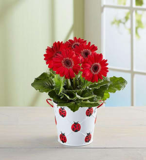 Lucky Ladybug Gerbera Daisy Plant
 Flower Bouquet