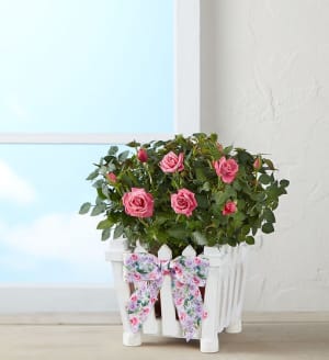 Charming Rose Garden
 Flower Arrangement Charming Rose Garden
 Flower Bouquet