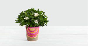 Potted Fragrant Gardenia Flower Bouquet