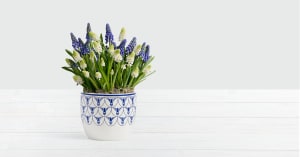 Blue & White Magic Muscari Bulb Garden