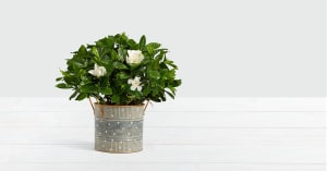 Potted Fragrant Gardenia Flower Bouquet