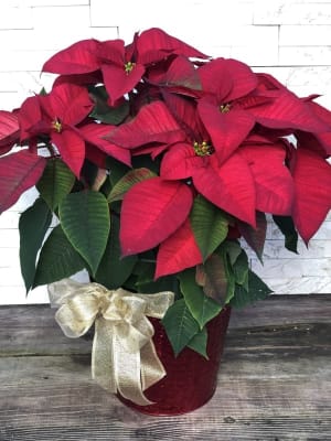 Holiday Poinsettia Flower Bouquet