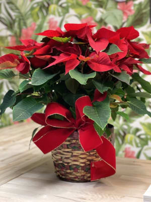 Red Poinsettia Basket Flower Bouquet