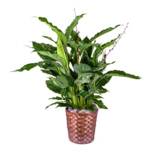 Sympathy Peace lily Flower Bouquet