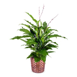 Sympathy Peace lily Flower Bouquet