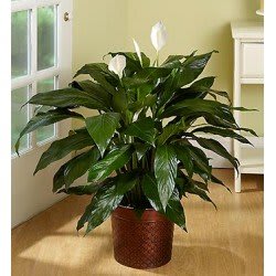 Peace Lily Plant
 Flower Bouquet