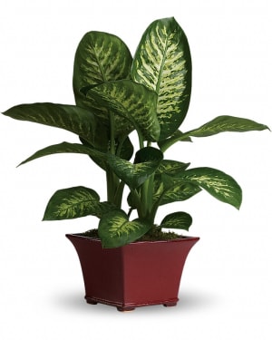 Delightful Dieffenbachia Flower Bouquet