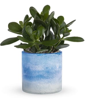 Teleflora's Sky Glass Jade Plant Flower Bouquet