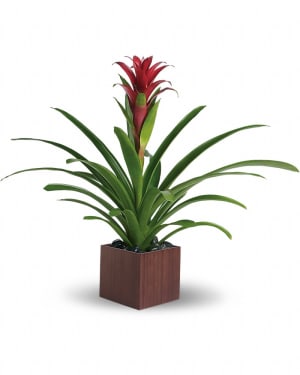 Teleflora's Bromeliad Beauty Flower Bouquet