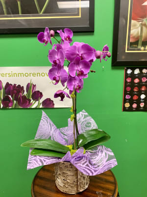 Orchid Plants Flower Bouquet