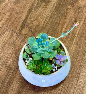 Mix Succulent Arrangement 4 Flower Bouquet