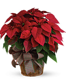 Red Poinsettia Flower Bouquet