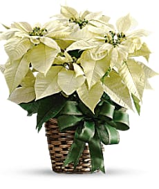 White Poinsettia Flower Bouquet