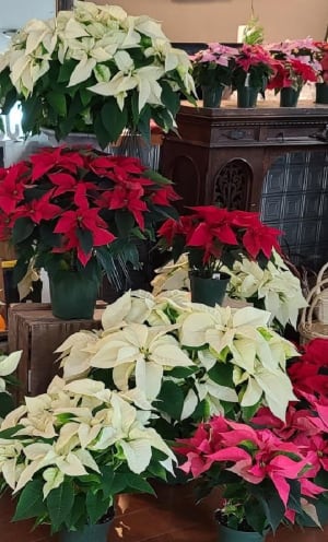Poinsettia Flower Bouquet