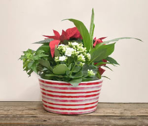 Christmas Planter 8" mixed Flower Bouquet