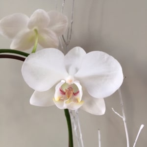 Small Single White Orchid