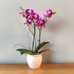 Small Double Purple Orchid