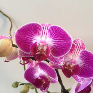 Small Double Purple Orchid