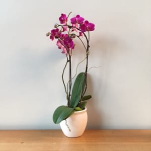 Small Double Purple Orchid