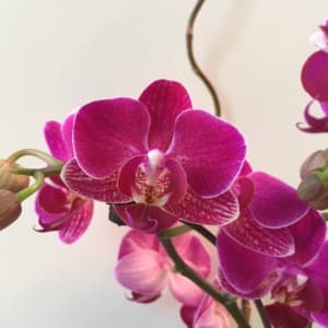 Small Double Purple Orchid