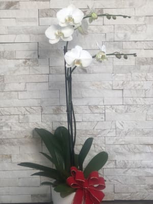 White Winter Orchid Flower Bouquet