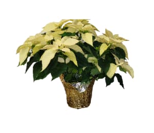 White Poinsettia Flower Bouquet