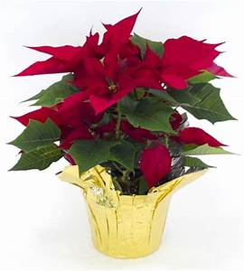 Fabulous Red Poinsettia - Limited Time, Order Early! Flower Bouquet