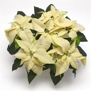 White Poinsettia 8  inch Flower Arrangement White Poinsettia 8  inch Flower Bouquet