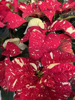 Standard Poinsettia