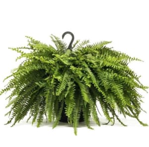 Boston Fern Flower Bouquet