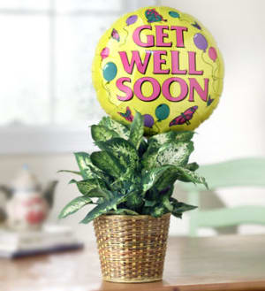 Get Well Green Plant with Mylar Balloon Flower Bouquet