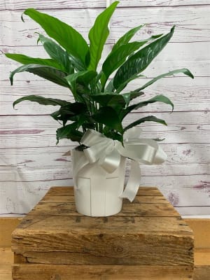 Peace Lily Plant in White Cross Container Flower Bouquet