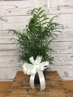 Calming Palm Plant Flower Bouquet