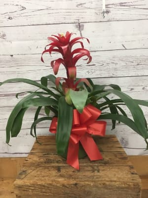 Tropical Blooming Bromeliad Plant Flower Bouquet