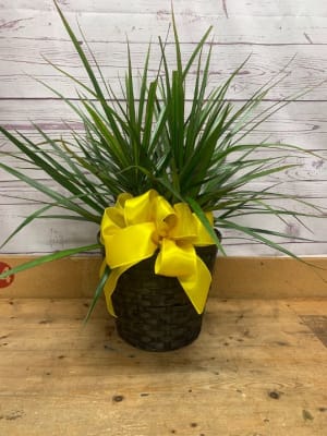 Towering Marginata- Dragon Tree Plant Flower Bouquet