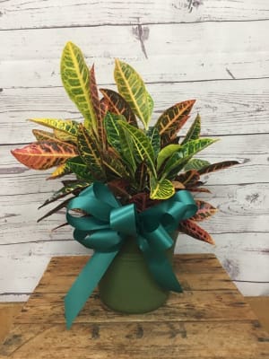 Colorful Croton Plant Flower Bouquet