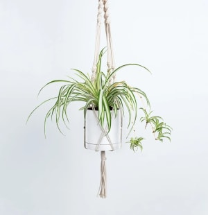 Spider Plant